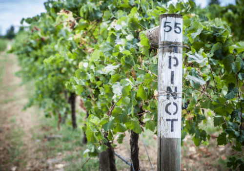 The image shows a vineyard with green grapevines and a post labeled 