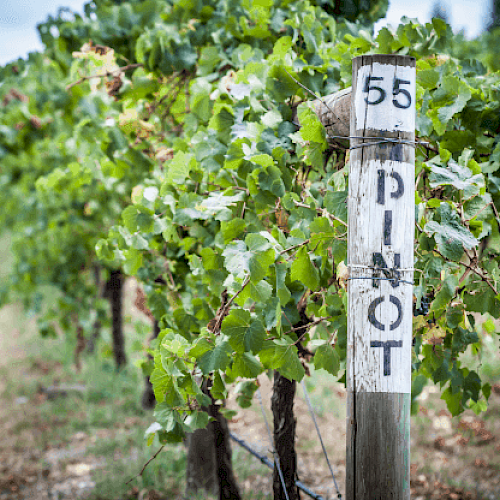 The image shows a vineyard with green grapevines and a post labeled 