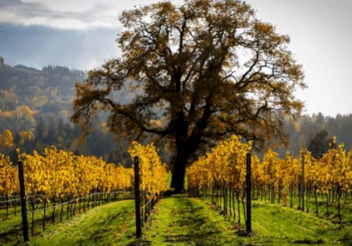 A large tree stands at the end of rows of vines in a vineyard, surrounded by autumn foliage under a cloudy sky, casting a serene landscape scene.