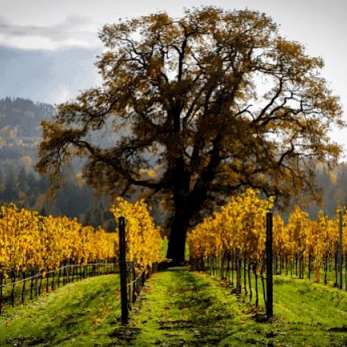 A large tree stands at the end of rows of vines in a vineyard, surrounded by autumn foliage under a cloudy sky, casting a serene landscape scene.