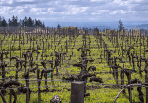 The image shows a vineyard with rows of pruned grapevines, green grass, and a cloudy sky in the background.