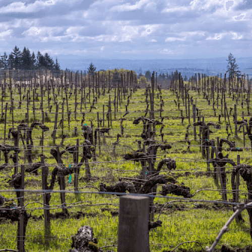 The image shows a vineyard with rows of pruned grapevines, green grass, and a cloudy sky in the background.