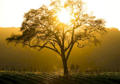 A lone tree stands in a field during a golden sunset, casting long shadows across rows of plants.