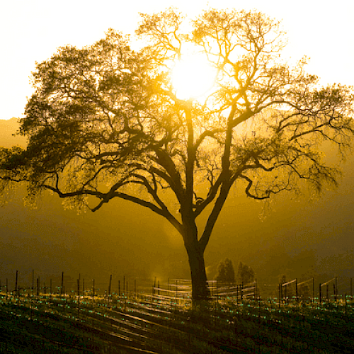 A lone tree stands in a field during a golden sunset, casting long shadows across rows of plants.