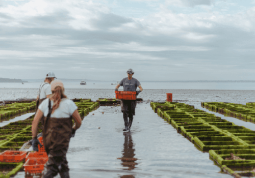 People are working in a coastal aquaculture farm, carrying orange crates among green structures, with water and cloudy sky in the background.