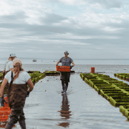 People are working in a coastal aquaculture farm, carrying orange crates among green structures, with water and cloudy sky in the background.