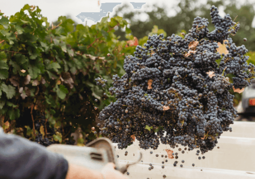 A large cluster of dark grapes is being harvested and collected in a container near grapevines.