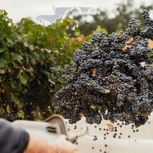 A large cluster of dark grapes is being harvested and collected in a container near grapevines.