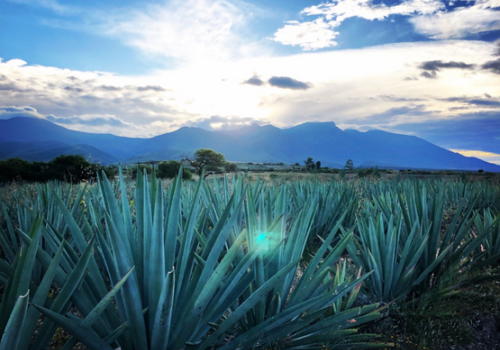 A field of agave plants under a partly cloudy sky, with mountains in the background and the sun shining through the clouds.