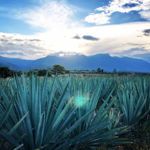 A field of agave plants under a partly cloudy sky, with mountains in the background and the sun shining through the clouds.