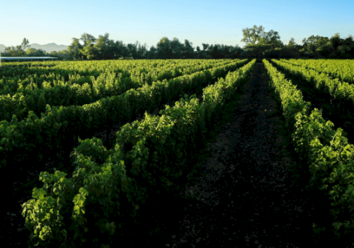 The image shows a scenic vineyard with rows of grapevines extending into the distance under a clear blue sky, surrounded by trees.