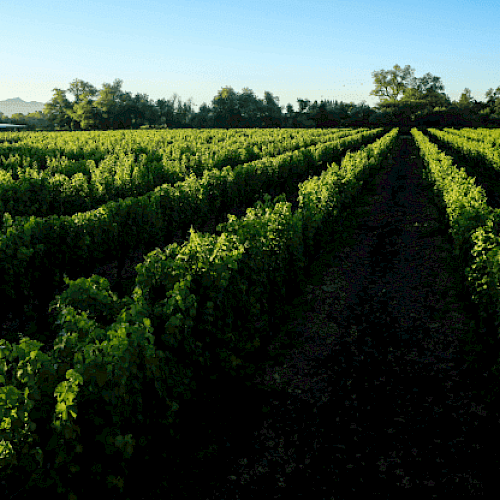 The image shows a scenic vineyard with rows of grapevines extending into the distance under a clear blue sky, surrounded by trees.