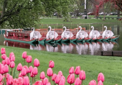 The image shows swan-shaped boats floating on a pond surrounded by pink tulips and green trees in a park.