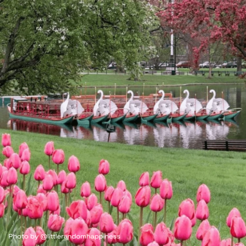 The image shows swan-shaped boats floating on a pond surrounded by pink tulips and green trees in a park.