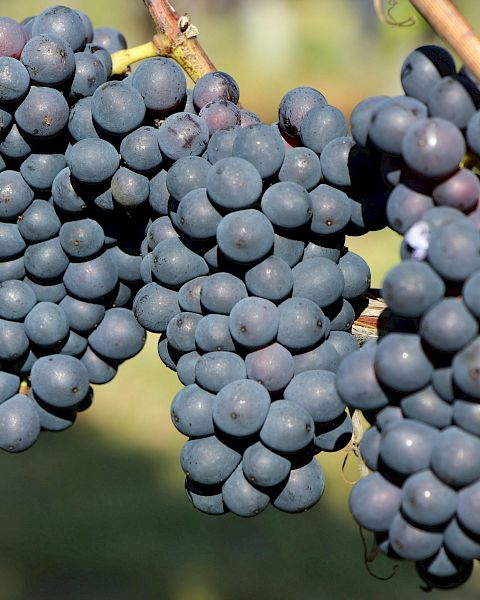 Clusters of dark purple grapes hanging from vines in a vineyard setting.