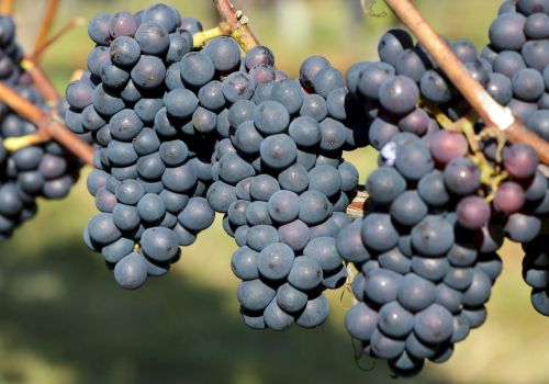 Clusters of dark purple grapes hanging from vines in a vineyard setting.