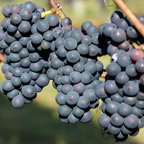 Clusters of dark purple grapes hanging from vines in a vineyard setting.