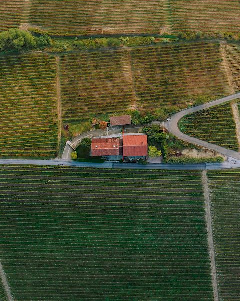 An aerial view of a vineyard shows rows of grapevines and a central building with a red roof, surrounded by roads and greenery.