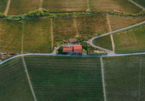 An aerial view of a vineyard shows rows of grapevines and a central building with a red roof, surrounded by roads and greenery.