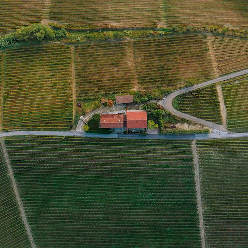 An aerial view of a vineyard shows rows of grapevines and a central building with a red roof, surrounded by roads and greenery.