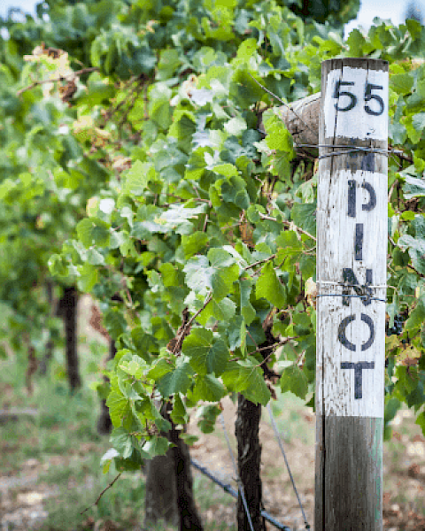 A vineyard with lush grapevines and a wooden post marked 