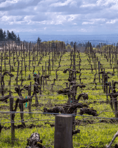 A vineyard with pruned grapevines under a cloudy sky, surrounded by trees and hills in the background.