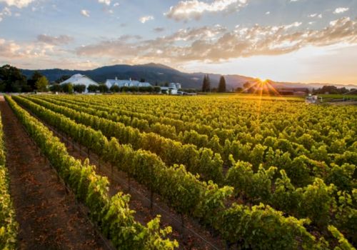 A vineyard at sunset with neat rows of grapevines, distant buildings, and mountains under a partly cloudy sky, with the sun peeking through.