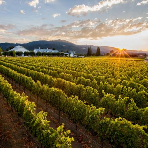 A vineyard at sunset with neat rows of grapevines, distant buildings, and mountains under a partly cloudy sky, with the sun peeking through.